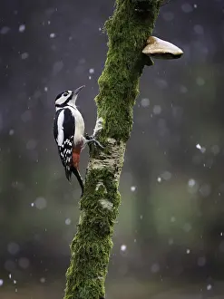 Bracket: A Great Spotted Woodpecker (Dendrocopos major) perches