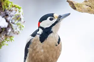 Major: Great spotted woodpecker (Dendrocopus major) male
