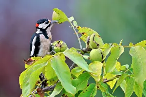 Juglans: Great Spotted Woodpecker eating a nut in its bug