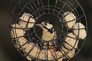 Feeders: Great Spotted Woodpecker - on Fatball Feeder - Cornwall - UK