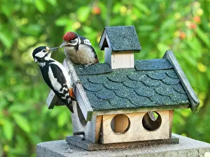 Father: Great Spotted Woodpecker - feeding juvenile bird