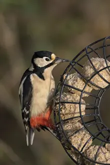 Feeders: Great Spotted Woodpecker - Female - on Fatball Feeder