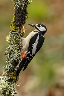 150518: Great Spotted Woodpecker - female on tree branch