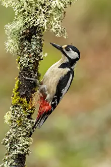 150518: Great Spotted Woodpecker - female on tree branch