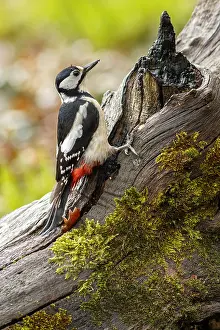 150518: Great Spotted Woodpecker - female on tree branch