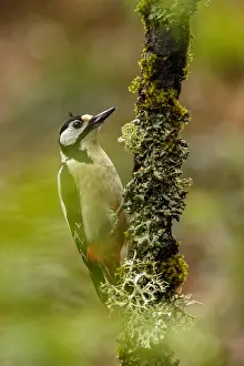 150518: Great Spotted Woodpecker - female on tree branch
