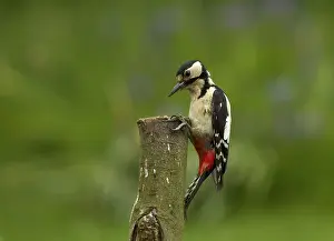 Vent: Great Spotted Woodpecker - female on tree trunk - May