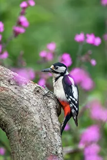 290421: Great Spotted Woodpecker - Female - UK