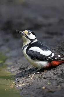 Major: Great Spotted Woodpecker female water