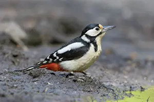 Major: Great Spotted Woodpecker female water