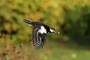 Peanuts: Great Spotted Woodpecker - in flight with peanut in beak