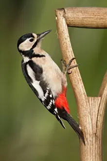 Handles: Great Spotted Woodpecker - on a garden fork