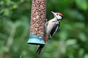 Dendrocopus: Great Spotted Woodpecker - juvenile at bird feeder
