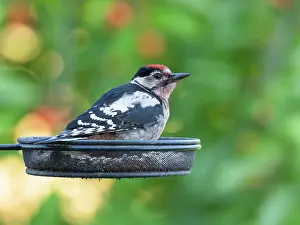 Feeders: Great Spotted Woodpecker - juvenile bird sitting