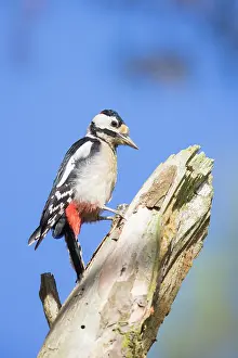 Major: Great Spotted Woodpecker male