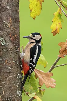290421: Great Spotted Woodpecker - Male - Autumn - Cornwall