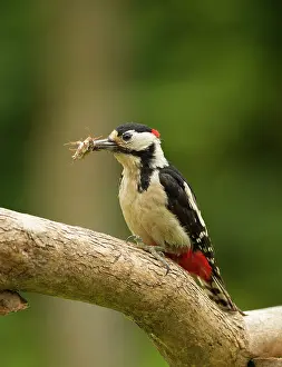 Cockchafer: Great Spotted Woodpecker male with Cockchafer (Melolontha