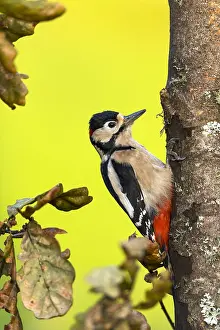 160118: Great Spotted Woodpecker - Male - Cornwall - UK