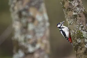 160118: Great Spotted Woodpecker - Male - Cornwall - UK