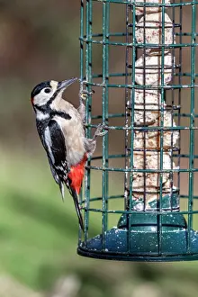 David Chapman: Great Spotted Woodpecker - Male - on Feeder - UK