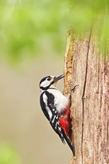 Great-spotted Woodpecker - male feeding