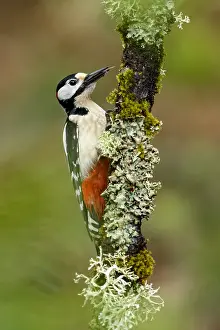 150518: Great Spotted Woodpecker - male on tree branch -