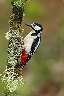 150518: Great Spotted Woodpecker - male on tree branch -