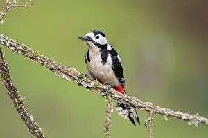 David Chapman: Great Spotted Woodpecker - Male - UK