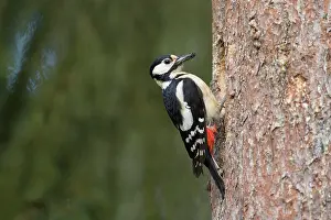 Major: Great Spotted Woodpecker nest female