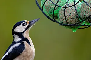 Curiosity: Great spotted woodpecker with tit dumpling