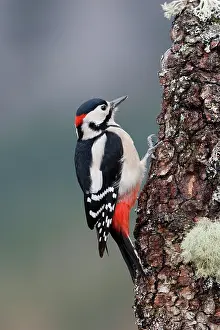 Major: Great Spotted Woodpecker - on tree trunk