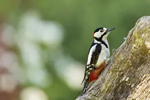 Picoides: Great Spotted Woodpecker on tree trunk in spring