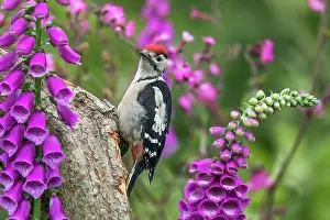 Foxglove: Great Spotted Woodpecker - Young - Amongst Foxgloves