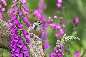 Foxgloves: Great Spotted Woodpecker - Young - Amongst Foxgloves