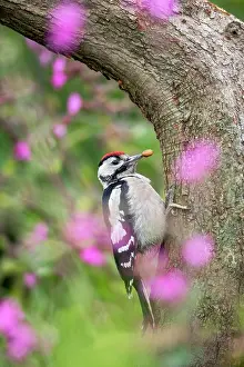 290421: Great Spotted Woodpecker - Young - UK