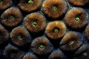 Polyps: Great Star Coral