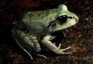 Mixophyes: Great / Striped great barred frog. Female uses