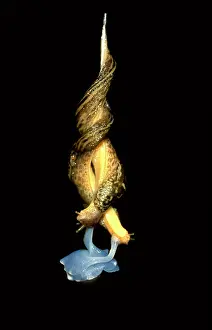Limax: Great Striped slug - mating in midair on a mucous rope