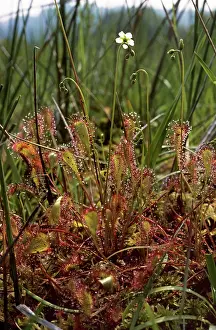 Anglica: Great Sundew