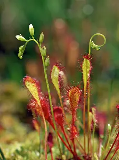 Anglica: Great Sundew - in bog