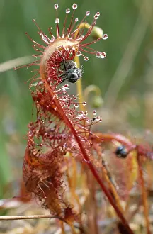 Capturing: Great Sundew (Drosera anglica) carnivorous plan