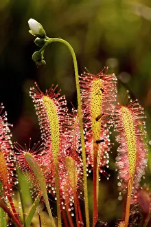 Anglica: Great sundew, in flower
