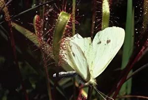 Anglica: Great Sundew - with Small White Butterfly caught on leaves