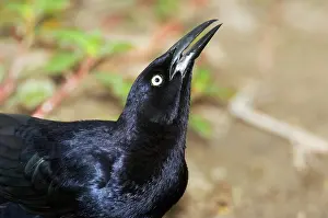 Mexicanus: Great-tailed Grackle