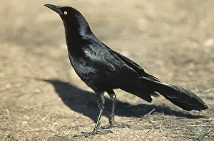 Mexicanus: Great-tailed Grackle