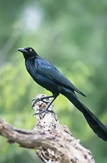 Mexicanus: Great-tailed Grackle
