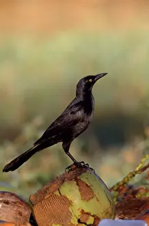 Grackles: Great tailed grackle - & coconut