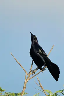 Quiscalus: Great-tailed Grackle - male