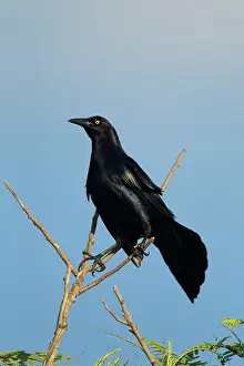 Quiscalus: Great-tailed Grackle - male