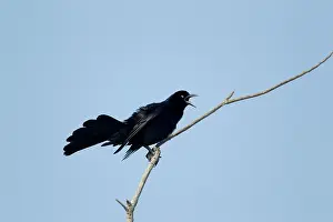 Quiscalus: Great-tailed Grackle - male displaying